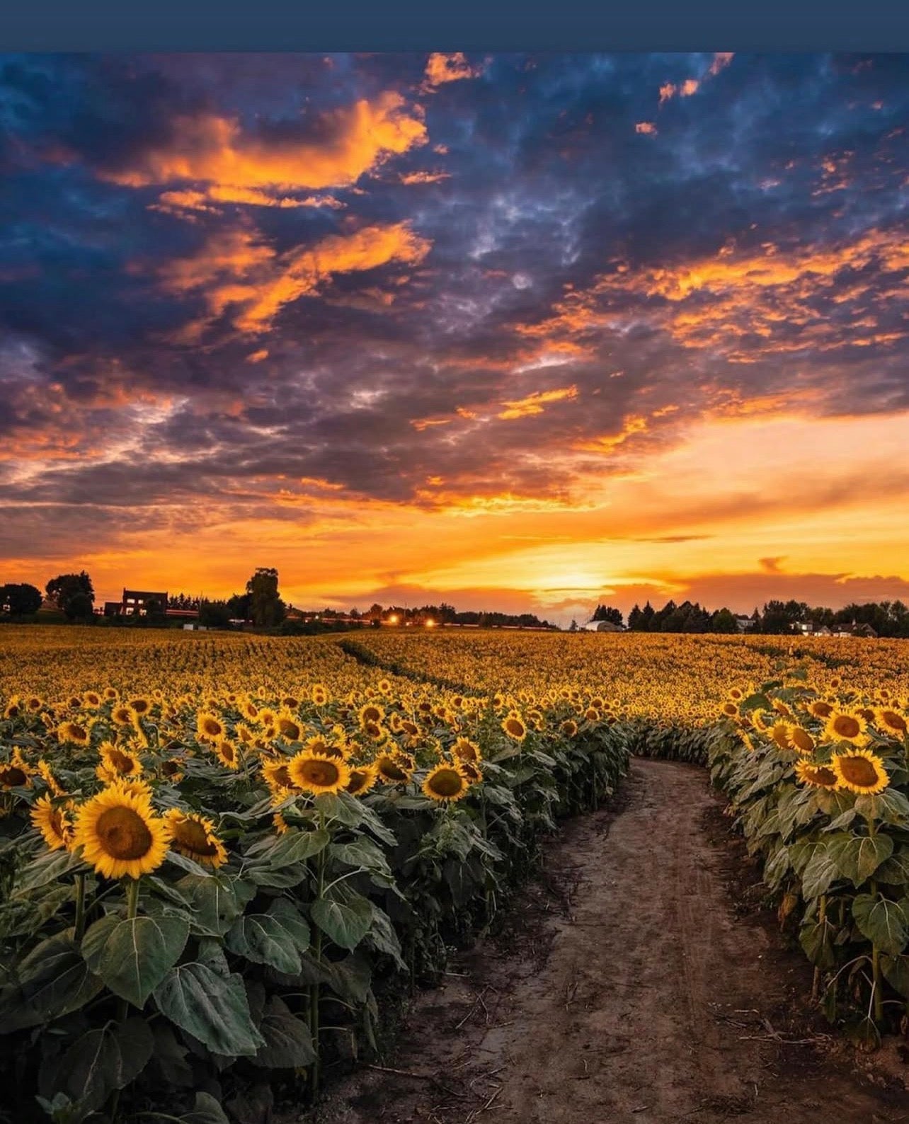 PAINT AT SUNFLOWER FARM (Aug 1)