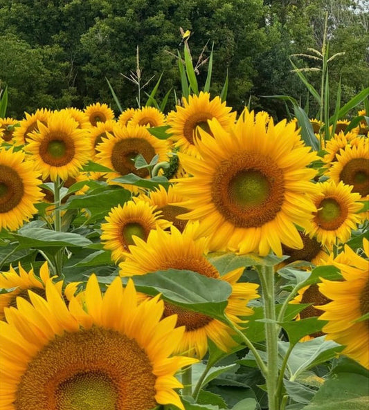 PAINT AT SUNFLOWER FARM (Aug 29)